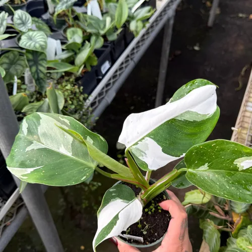 Miniatura 7 de Philodendron Plant Prince of Orange - Planta viva de 3 pulgadas, adornos para plantas de interior, plantas perennes, cultivo de jardín, puede crecer