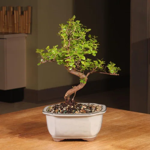 Miniatura 4 de Brussel's Bonsai Árbol bonsái de ciruela dulce china viva, 5 años, 6 a 10 pulgadas, bonsái de interior en maceta de bonsái de cerámica