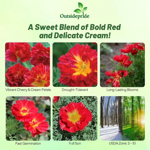 Miniatura 2 de Outsidepride Semillas de amapola de remolino de cereza de California para plantar, 100 piezas anuales, tolerantes a la sequía y fáciles de cultivar