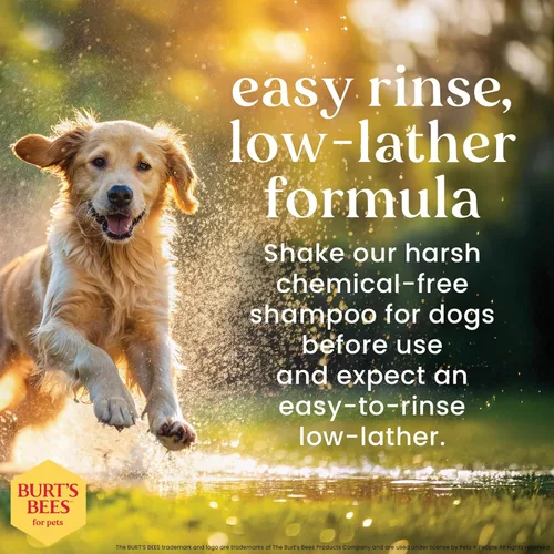 Miniatura 2 de BURT'S BEES FOR PETS Champú desodorizante para perros de origen natural con manzana y romero, champú para perros para olores - Sin crueldad