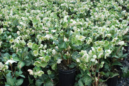 Miniatura 2 de Perennial Farm Marketplace Helleborus Frostkiss® Molly's White (rosa ententense) - Envase perenne vivo, tamaño #1, flores blancas de invierno a