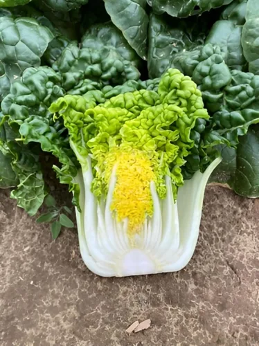 Miniatura 2 de TomorrowSeeds - Golden Heart Bok Choy Seeds - Más de 1000 unidades - para plantar 2026 Amarillo Verde Pok Pak Choi Col cantonesa Plantación de tallo