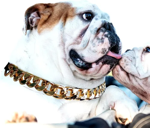Collar de perro de cadena dorada – Collar de perro de eslabones cubanos de metal de 7/8 pulgadas de ancho con cinturón de cuero, ligero protege el