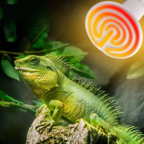 Miniatura 6 de Bombilla de calor para reptiles, 60 W, emisor de calor de cerámica, sin daño, sin luz, lámpara de calentador infrarrojo para gallinero, lagarto