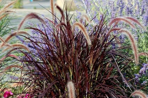 Miniatura 2 de Hierba de fuente roja 3 plantas vivas Pennisetum Setaceum Rubrum Hierba ornamental floreciente