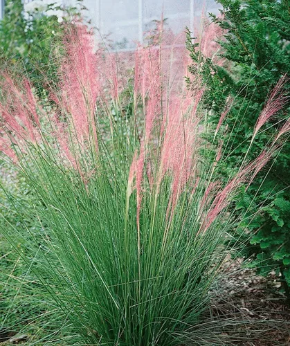 Miniatura 3 de Hierba Muhly rosa - 3 plantas vivas - Muhlenbergia Capillaris - Hairawn Muhly - Hermoso follaje ornamental floreciente de bajo mantenimiento
