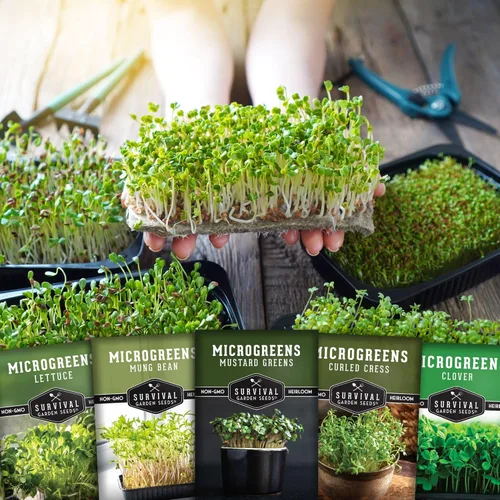 Miniatura 5 de Microgreens Seeds - Paquete de 5 variedades para germinar – Mostaza, frijol mungo, berro rizado, trébol y semillas de lechuga para interiores