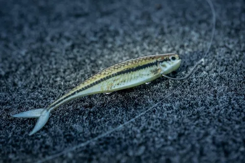 Miniatura 4 de Berkley PowerBait The Champ Minnow - Cebo suave de pesca, calabaza verde, 3.4 pulgadas