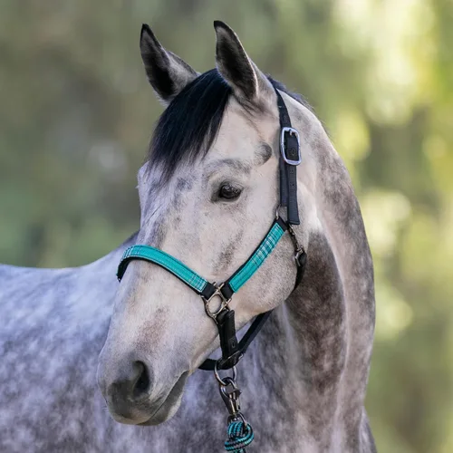 Miniatura 2 de Kensington Premium Nylon Halter Size: M-Small Horse Color: 2021 - Atlantis