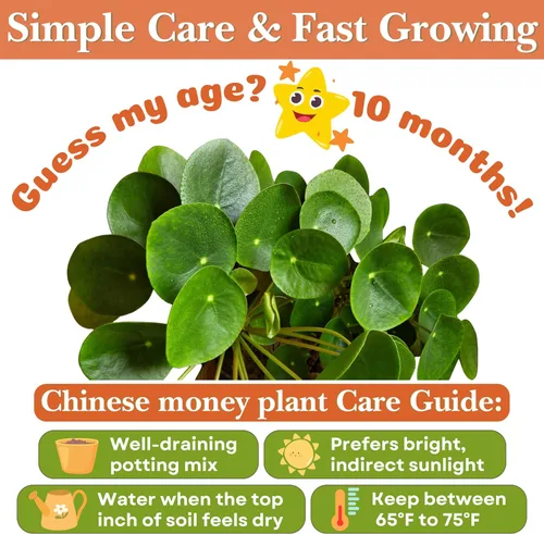 Miniatura 5 de Planta Orgánica de Dinero Chino de Dr. Lu (Pilea Peperomioides) Planta de la Amistad/OVNI Enraizada Plantas de Interior Raras para la Buena