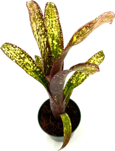 Miniatura 2 de ragnaroc Plantas vivas – Bromelia Billbergia Casa Blanca, 8-12" en maceta de 4" - 1 unidad - Llegada viva garantizada - Plantas