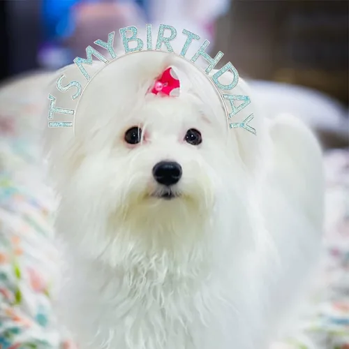 Miniatura 5 de Coronas y bandas de cumpleaños para mujer: diadema festiva y juego de accesorios de cumpleaños It's My Birthday
