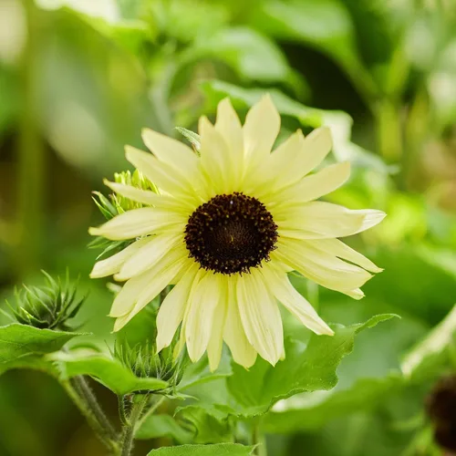 Miniatura 25 de Eden Brothers Semillas de girasol - Autumn Beauty