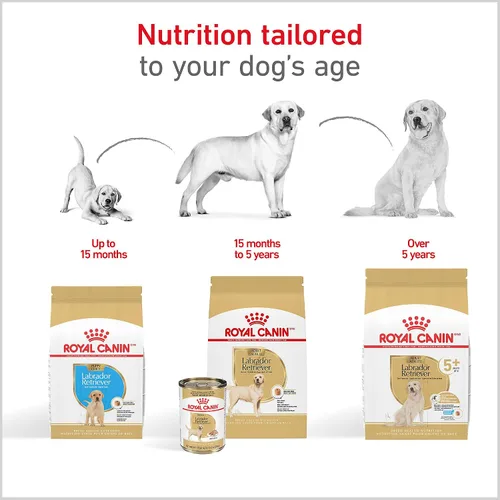 Miniatura 6 de Royal Canin Breed Health Nutrition Labrador Retriever - Alimento seco para perros adultos, bolsa de 5 libras