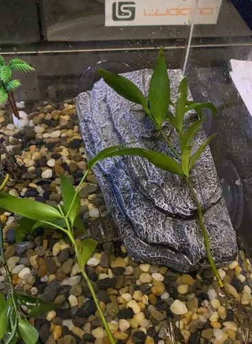 Miniatura 3 de YZHZOM Plataforma para tomar el sol de tortuga con ventosas, terraza flotante de descanso para ranas, terrapinas y tortugas