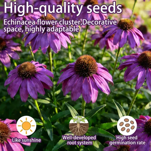 Miniatura 2 de Semillas de equinácea púrpura (Echinacea purpurea), perenne nativa resistente, paquete de 600 semillas