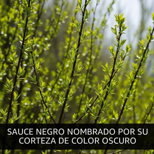 Blackskin Willow Bonsai Tree Cutting to Grow - Ramas oscuras raras, bonsái fácil de cultivar para decoración de interiores y exteriores, apto para