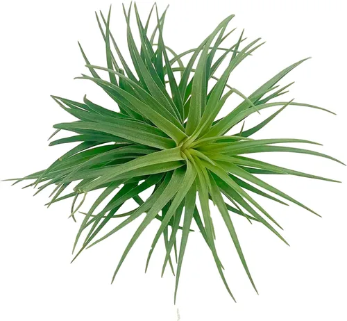 Miniatura 25 de ragnaroc Air Plants - Floración Tillandsia Bulbosa Belice, gigante de 7-9 pulgadas, 1 unidad, llegada en vivo garantizada, plantas