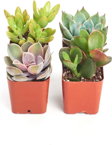 Shop Succulents Colección única de paquete de plantas suculentas – Plantas suculentas mini vivas, bajo mantenimiento, colores y texturas