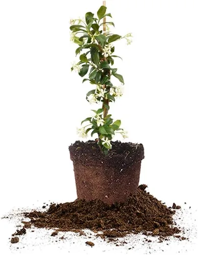 Perfect Plants Planta viva de jazmín confederado, maceta de 1 galón, incluye guía de cuidado