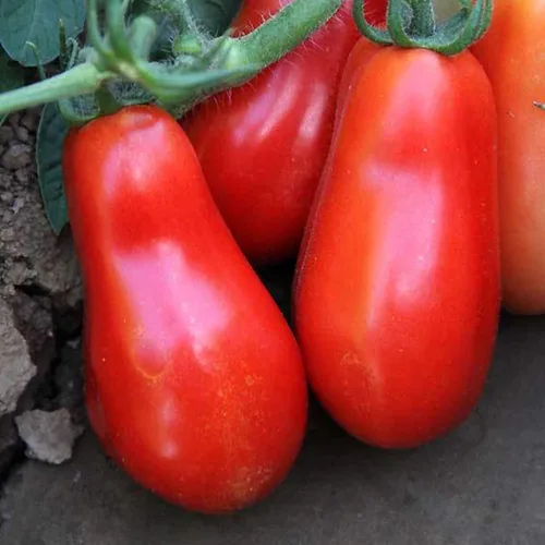 Tomate orgánico de vid corto San Marzano – 1 onza a granel ~ 7,500 semillas – Semillas orgánicas, reliquia, polinizado abierto, sin OMG, semillas de