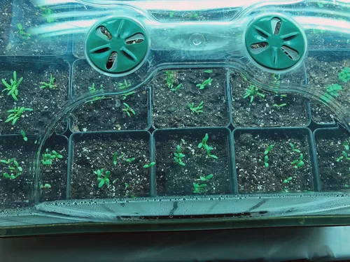 Miniatura 2 de EarlyGrow Propagador de cúpula grande con 2 extensores de altura, bandejas de plántulas y juego de clips de bloqueo, verde (97019)