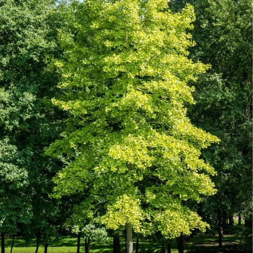Miniatura 3 de TriStar Plants Árbol de Ginkgo Biloba - Contenedor de 1 galón - El árbol vivo se envía rápido, de rápido crecimiento, raíces establecidas