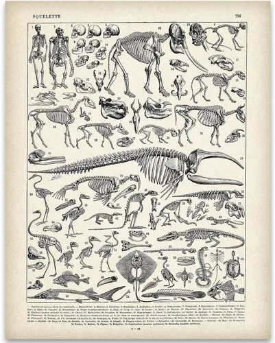 Ilustración de esqueletos de animales de 11 x 14 pulgadas, impresión artística sin marco, arte de pared de biología vintage, póster educativo de