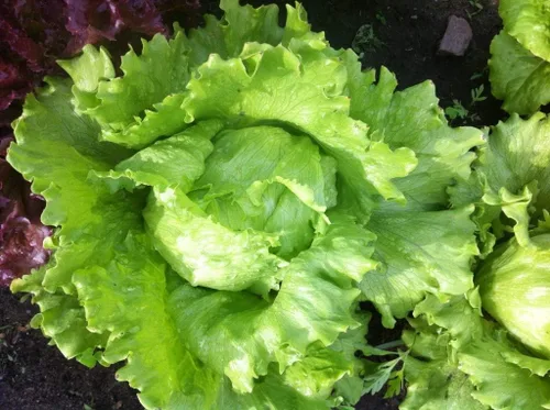 Miniatura 2 de Semillas Iceberg Lechuga Verde Crisphead Buttercrunch No GMO Heirloom