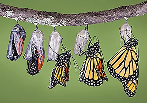 Miniatura 3 de Semillas de algodoncillo de pantano rosa para ayudar a salvar a las mariposas monarca - Incarnata Milkweed