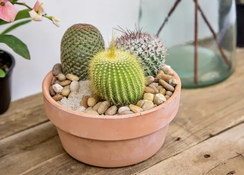 Miniatura 4 de Altman Plants, Surtido de plantas de cactus vivas (8 unidades), plantas suculentas vivas en mezcla de tierra de cactus, plantas de cactus vivas