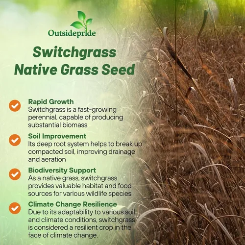 Miniatura 3 de Outsidepride Semilla de Switchgrass - 1 lb. Hierba nativa perenne, resistente a la sequía y las inundaciones, semilla de césped ideal para céspedes