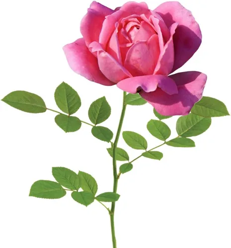 Miniatura 2 de Doble Rosa Ko 1 Galón