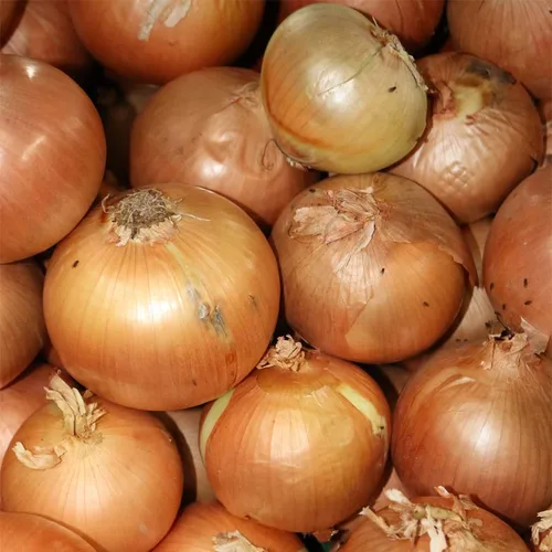Miniatura 4 de Onion-Texas Early Grano 502 (250 semillas)
