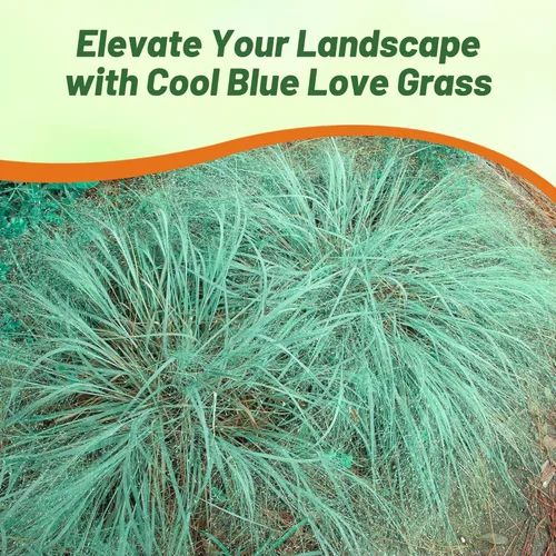 Miniatura 6 de Outsidepride 500 semillas perennes Eragrostis Elliotii Blue Eros Hierba ornamental de amor para siembra
