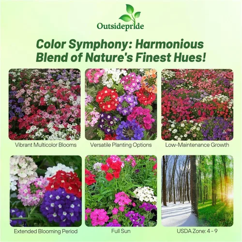 Miniatura 2 de Outsidepride Florist Mix - Semillas de verbena para plantar, 1000 unidades. Anual, tolerante a la sequía y fácil de cultivar, cubierta de suelo