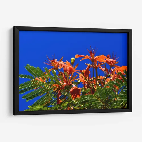Miniatura 8 de Canvas Lab Lienzo decorativo para pared Árbol Flamboyan, Cancún por el artista Luis Velasco – Tamaño: 12 x 8 in - Tema: Botánico, Floral,Naturaleza