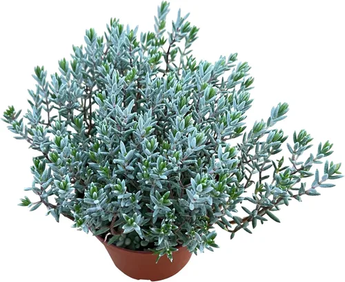 Miniatura 14 de Sprout N Green Cotyledon Orbiculata cv., Rara planta suculenta viva enraizada en maceta de 4 pulgadas, decoración de boda en interiores y Cotiledón