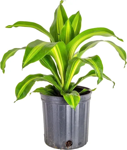 Miniatura 2 de GARDENERA Mezcla de suelo Dracaena de alta calidad, 3 cuartos de galón, mezcla para macetas formulada por expertos para árboles y arbustos Dracaena