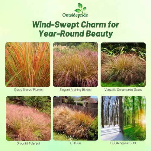 Miniatura 2 de Outsidepride - 250 semillas de la hierba ornamental perenne paja brava (Stipa arundinacea [Pheasant Tails]) para sembrar