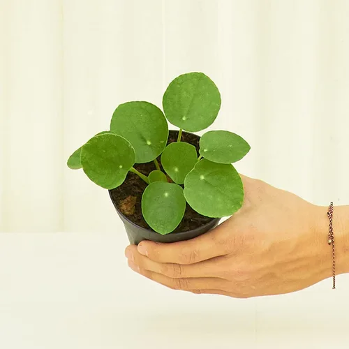 Miniatura 4 de Rooted Planta de dinero china, Pilea Peperomioides, viva, viva en interior, decoración del hogar, fácil de cultivar, fácil de cuidar, jardín al aire
