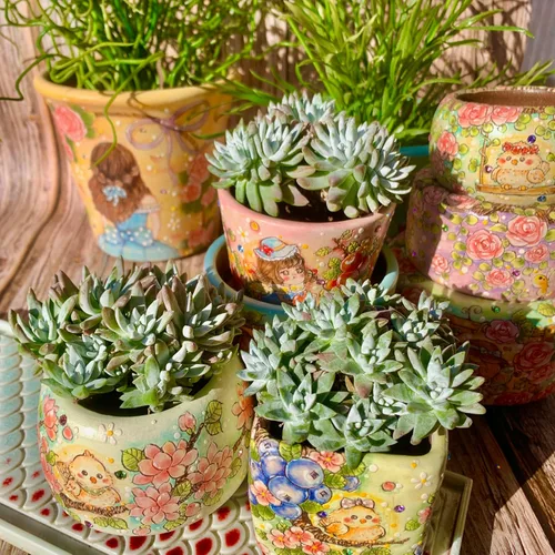Miniatura 11 de xPachyveria Elaine - Kit de suculentas – con maceta de plástico, planta viva en racimo de 2 pulgadas, suelo comprimido y guía, para escritorio