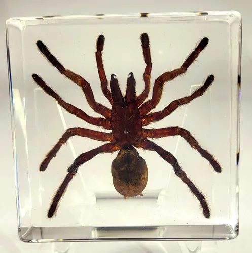 Miniatura 28 de 44mm de escorpión negro real en resina de lucite transparente cristalina, especímenes de artesanía, insectos de varios animales, colección