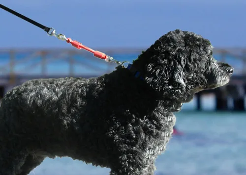 Miniatura 4 de Extensión de correa elástica BUNGEE para perros: accesorio patentado de amortiguador que te protege a ti y a tus perros, funciona con CUALQUIER