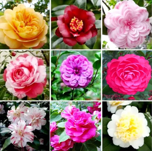 100PCS Semillas dobles Camelia Impatiens Color mezclado Impatiens Balsamina Semillas