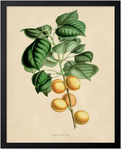 Miniatura 64 de Poster Master Póster Vintage de Plantas Cultivadas - Impresión Botánica Retro - Arte de Flores - Arte de Plantas - Regalo para Hombres y Mujeres