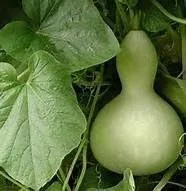 Miniatura 4 de Semillas de calabaza Birdhouse - Semillas de calabaza, paquete de 25 semillas, producto estadounidense.