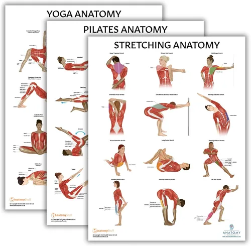 Miniatura 12 de Anatomy Lab Póster muscular, esquelético, yoga, estiramiento y pilates, anatomía y fisiología – Paquete de 5 LAMINADO 17.3 x 22.5 pulgadas, tabla