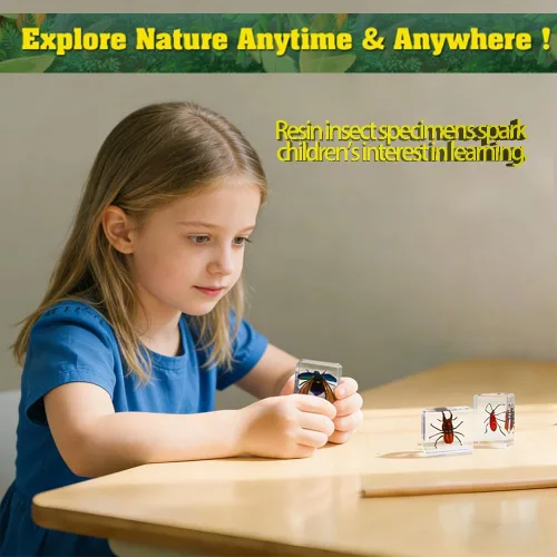 Miniatura 4 de Colección de insectos en resina, juego educativo de espécimen de insectos para niños, perfecto para preescolar, ciencia de aula y exhibiciones