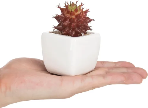 Miniatura 4 de MyGift Surtido de plantas suculentas rojas artificiales, mini plantas falsas del desierto en macetas cuadradas blancas, juego de 3 Rojo (juego de 3)